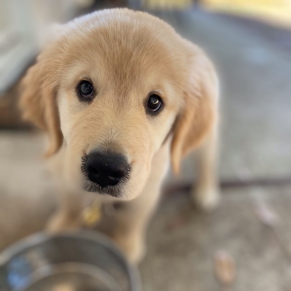 Meet your Posher, Adrienne “Surf Sugar” and her best friend Amelia. - Picture 7 of 9